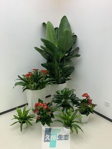 越城办公室花卉绿植租摆简约组合